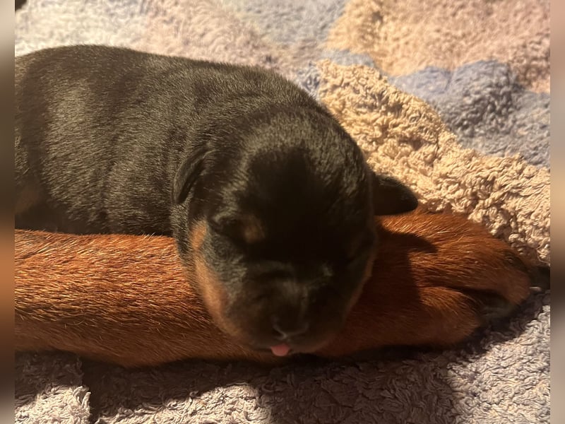 Rottweilerwelpen