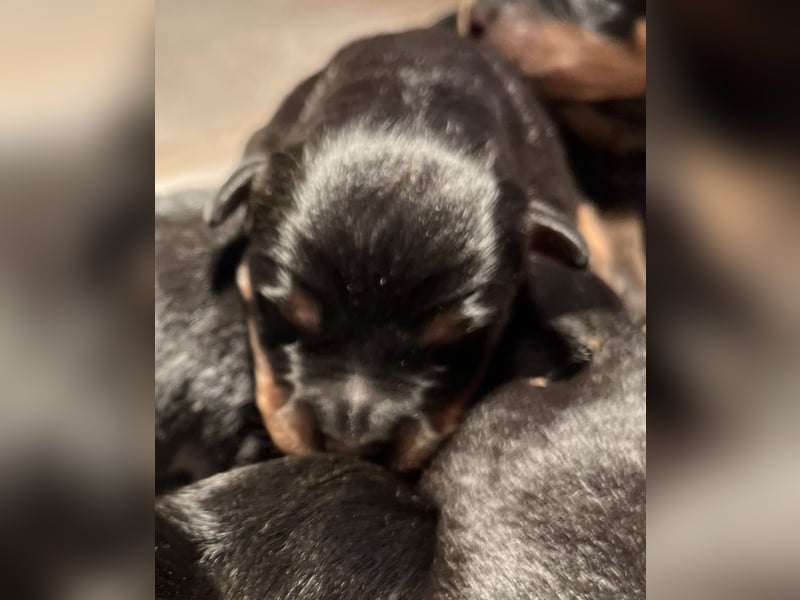 Rottweilerwelpen
