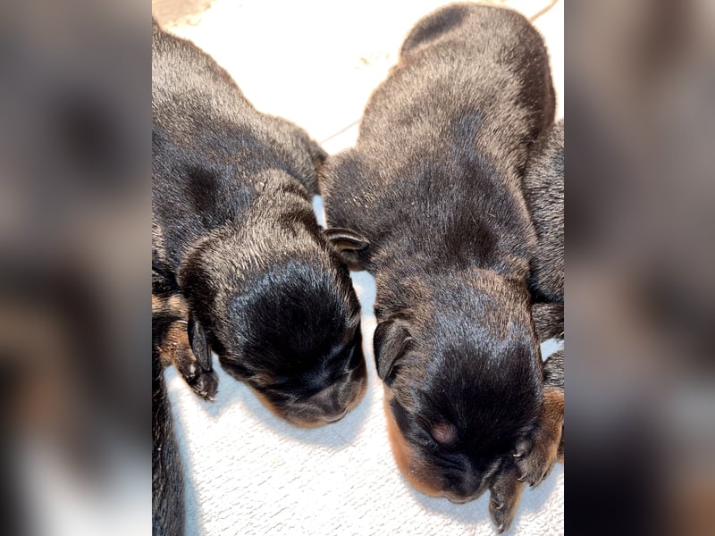 Rottweilerwelpen