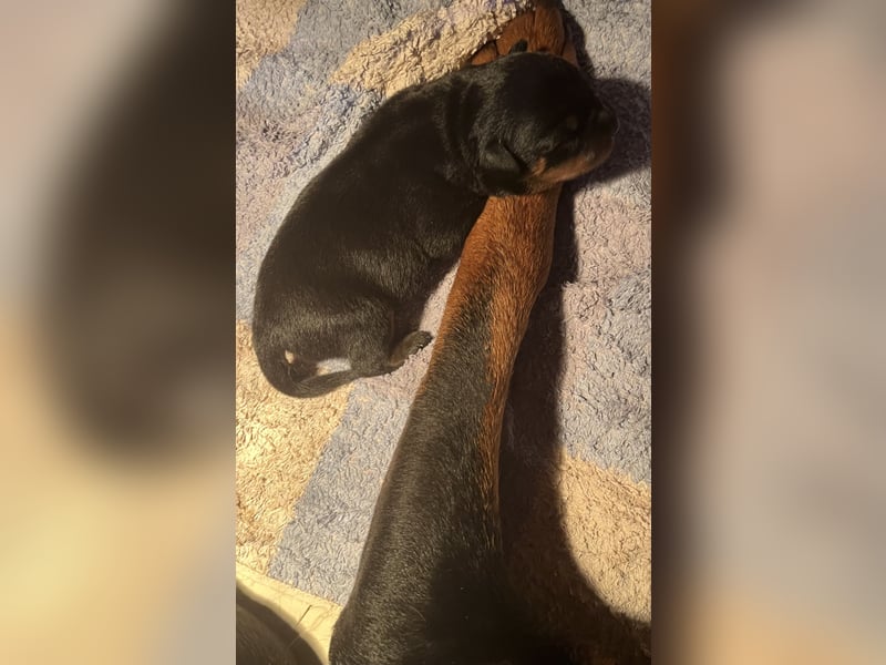 Rottweilerwelpen