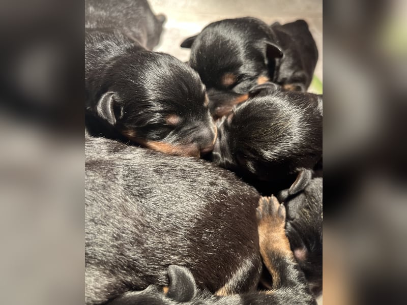 Rottweilerwelpen