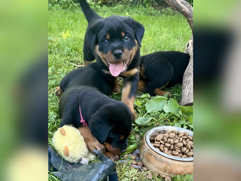 Rottweilerwelpen
