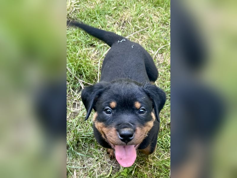 Rottweilerwelpen