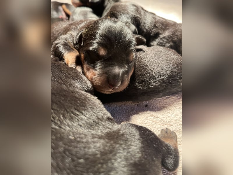 Rottweilerwelpen