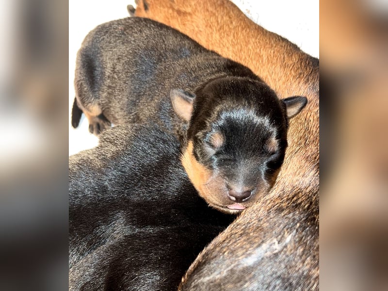 Rottweilerwelpen