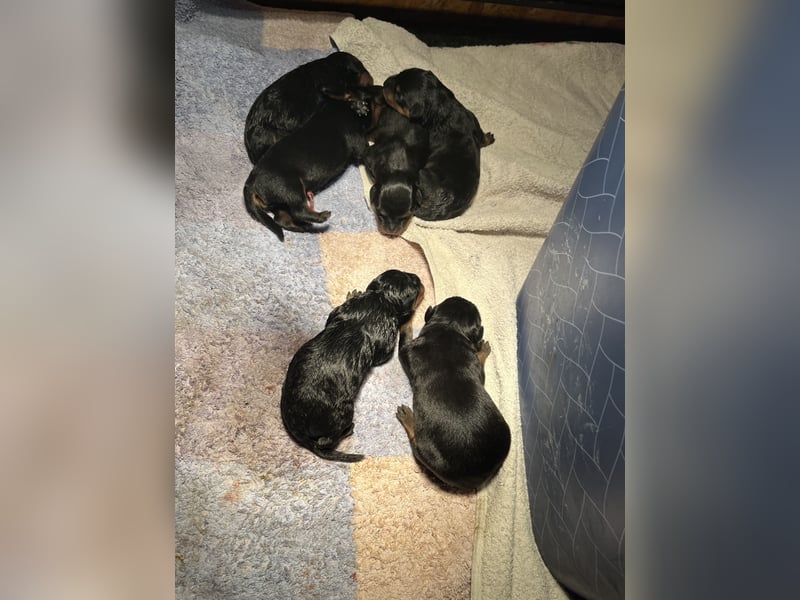 Rottweilerwelpen