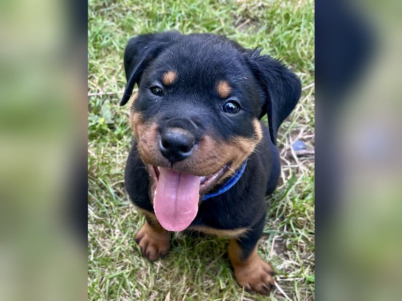 Rottweilerwelpen