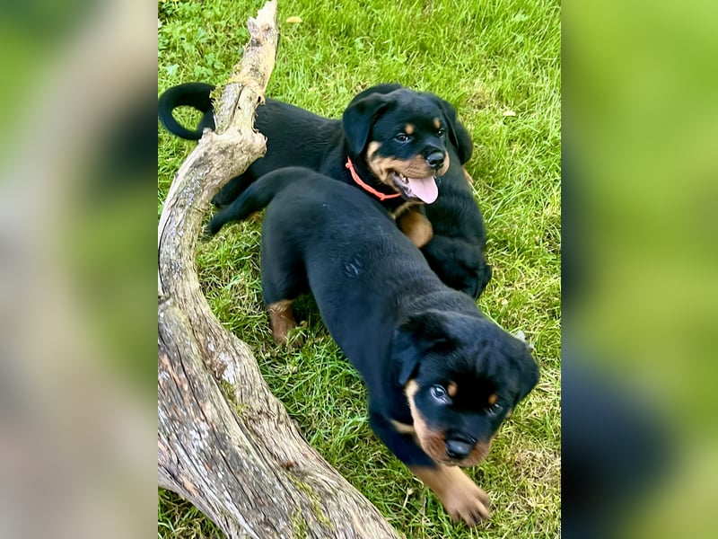 Rottweilerwelpen