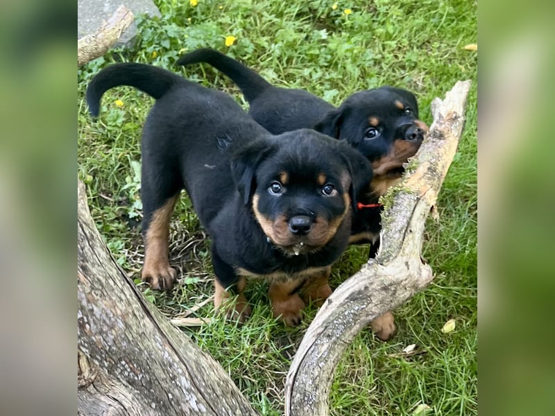 Rottweilerwelpen