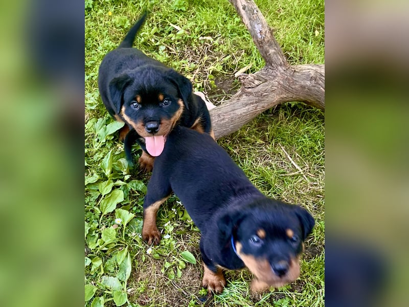 Rottweilerwelpen