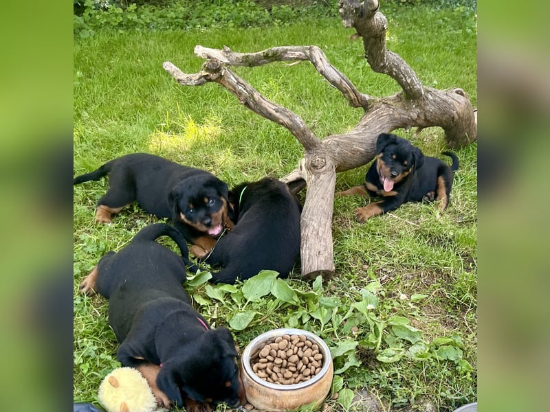 Rottweilerwelpen