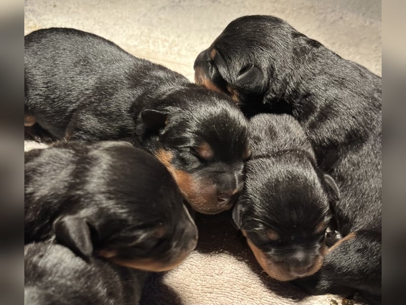 Rottweilerwelpen
