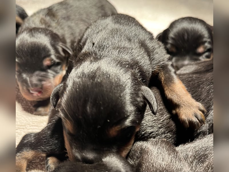 Rottweilerwelpen