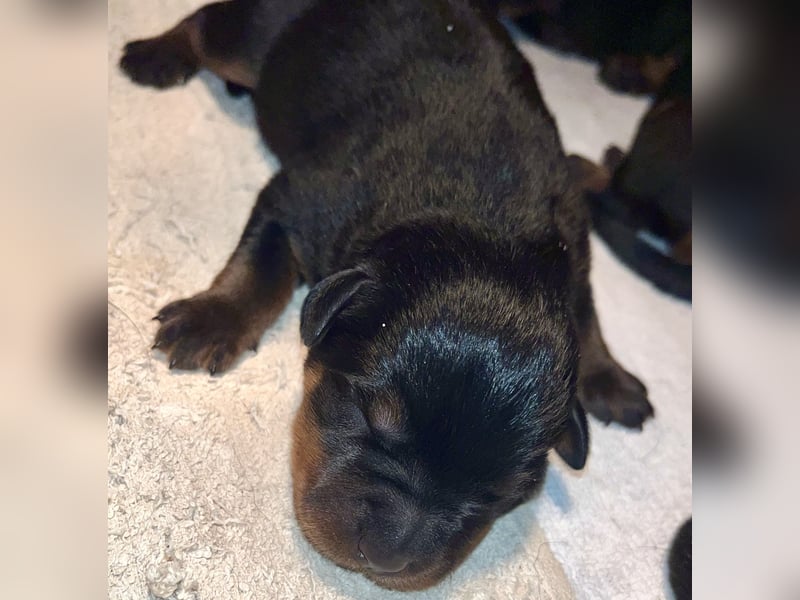 Rottweilerwelpen