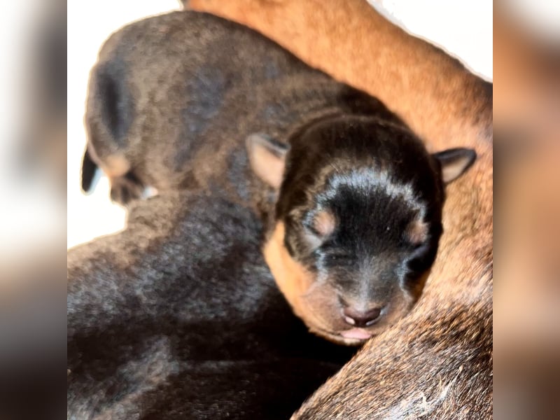 Rottweilerwelpen