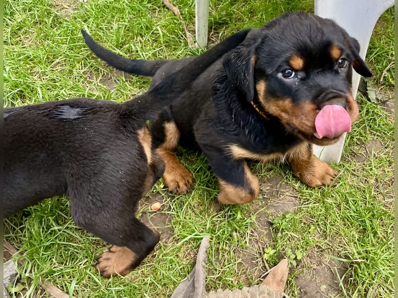 Rottweilerwelpen