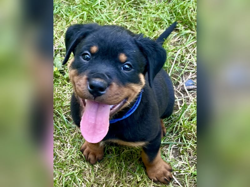 Rottweilerwelpen
