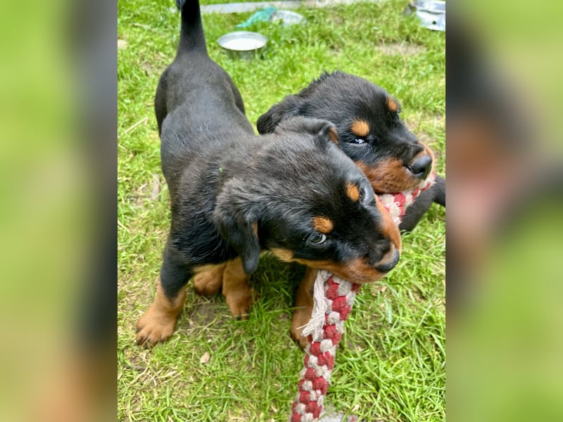 Rottweilerwelpen