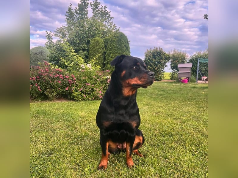 Rottweiler Welpen Wurfplanung Sommer/Herbst 2025