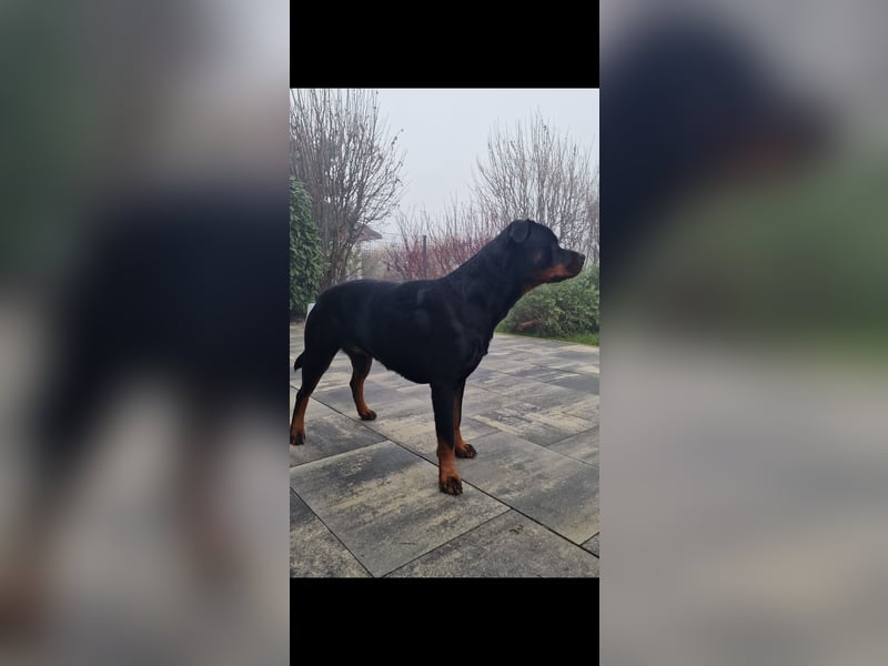 Rottweiler Welpen Wurfplanung Sommer/Herbst 2025