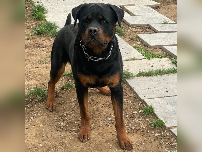 Rottweiler Welpen Wurfplanung Sommer/Herbst 2025
