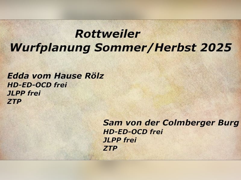 Rottweiler Welpen Wurfplanung Sommer/Herbst 2025