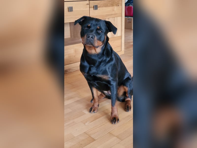 Rottweiler Welpen Wurfplanung Sommer/Herbst 2025