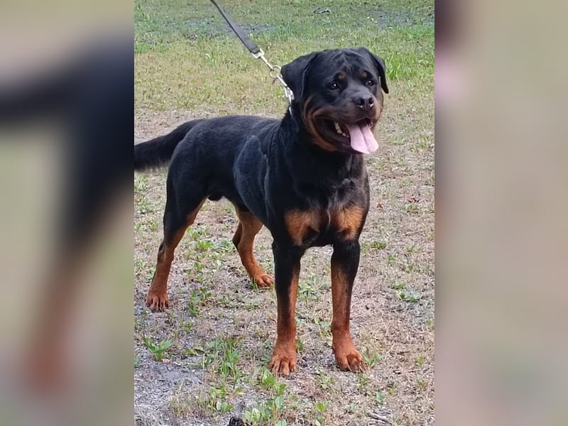 Rottweiler Welpen Wurfplanung Sommer/Herbst 2025