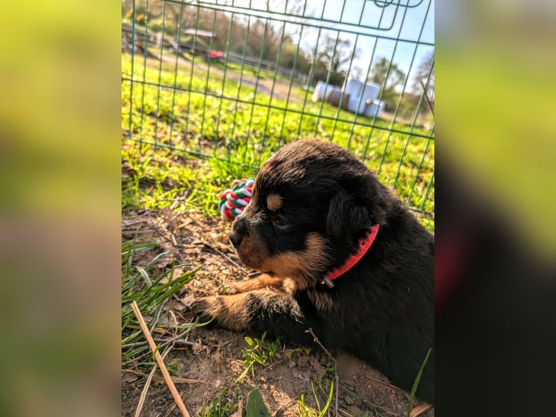 Rottweiler Welpe Hündin Reserviert