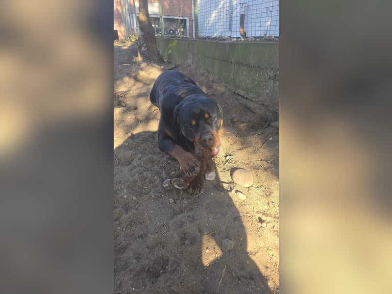 Rottweiler Welpe Hündin Reserviert