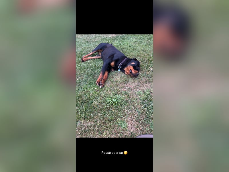 Rottweiler Welpe Hündin Reserviert