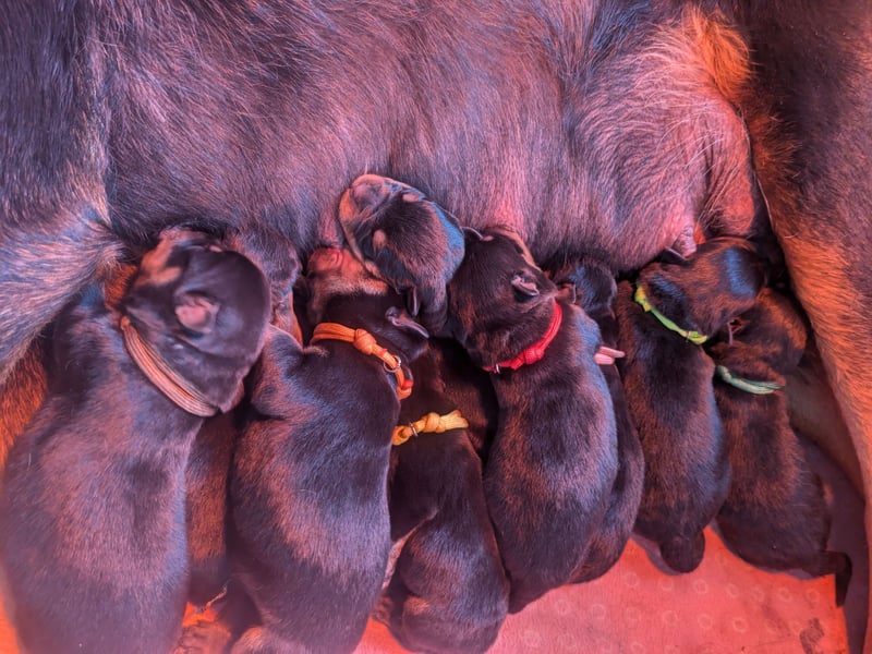 Rottweiler Welpe Hündin Reserviert