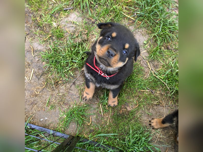 Rottweiler Welpe Hündin Reserviert
