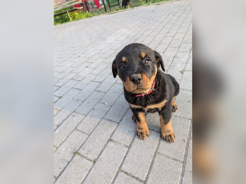 Rottweiler Welpe Hündin Reserviert