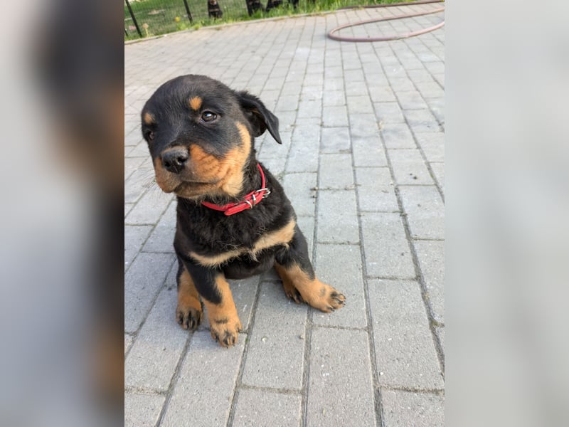 Rottweiler Welpe Hündin Reserviert