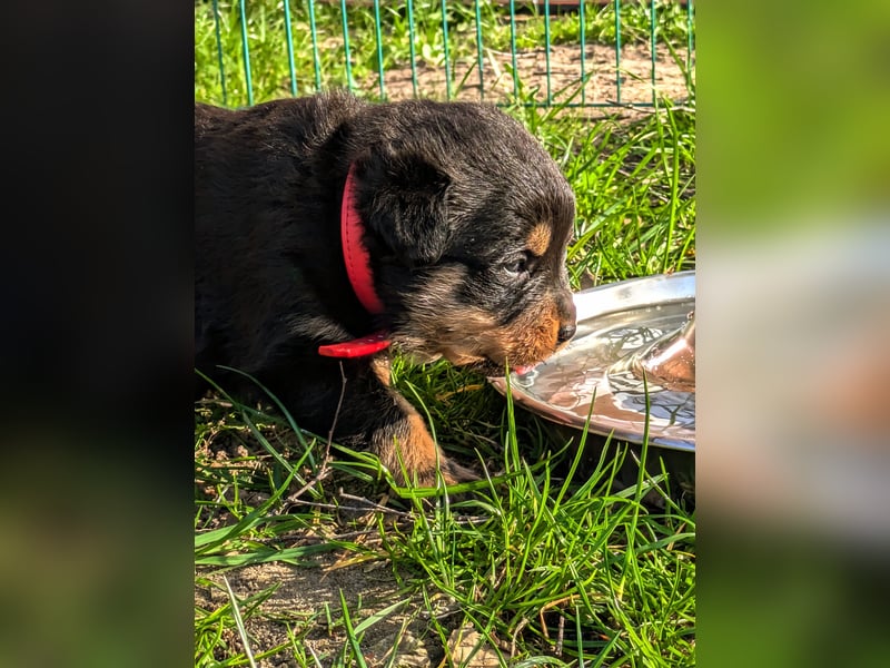 Rottweiler Welpe Hündin Reserviert