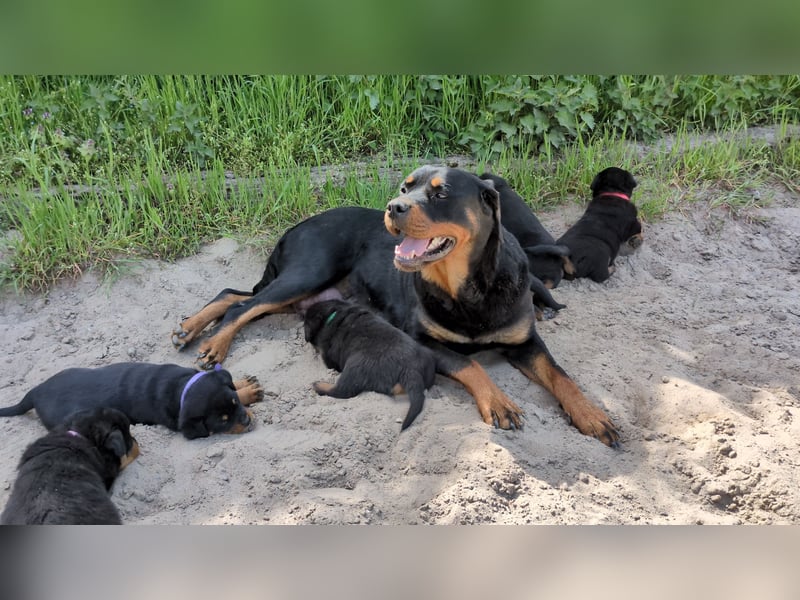 Rottweiler Welpe Hündin Reserviert