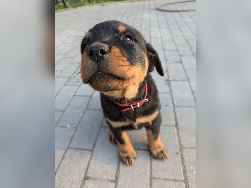 Rottweiler Welpe Hündin Reserviert