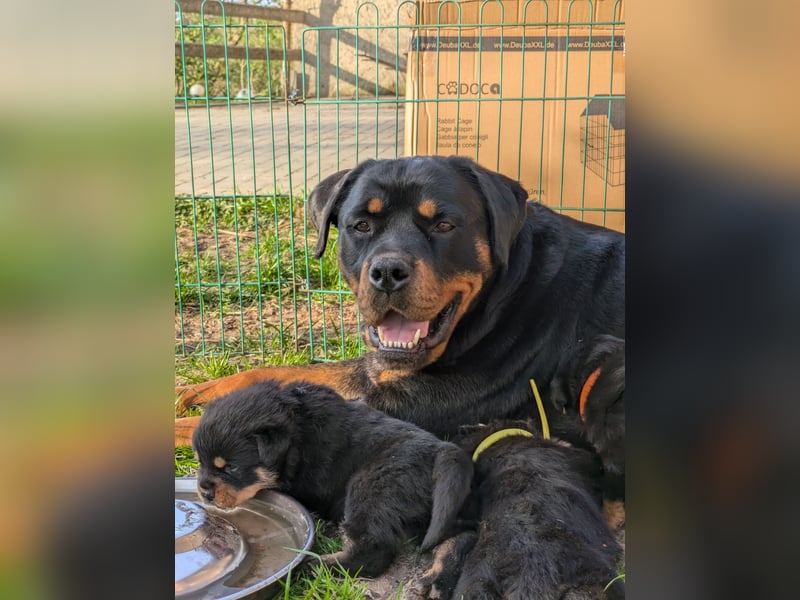 Rottweiler Welpe Hündin Reserviert