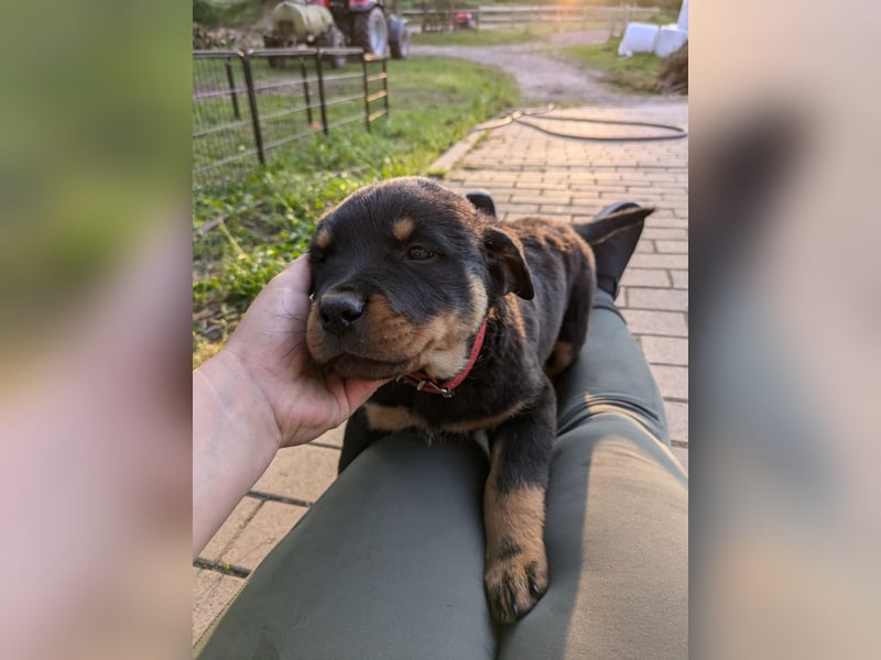 Rottweiler Welpe Hündin Reserviert