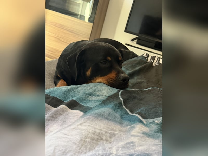 Mischlingshund dringend abzugeben