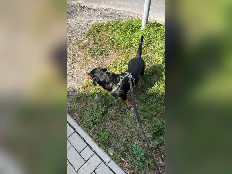 Mischlingshund dringend abzugeben