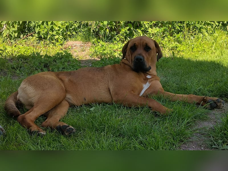Mischlingshündin Luna