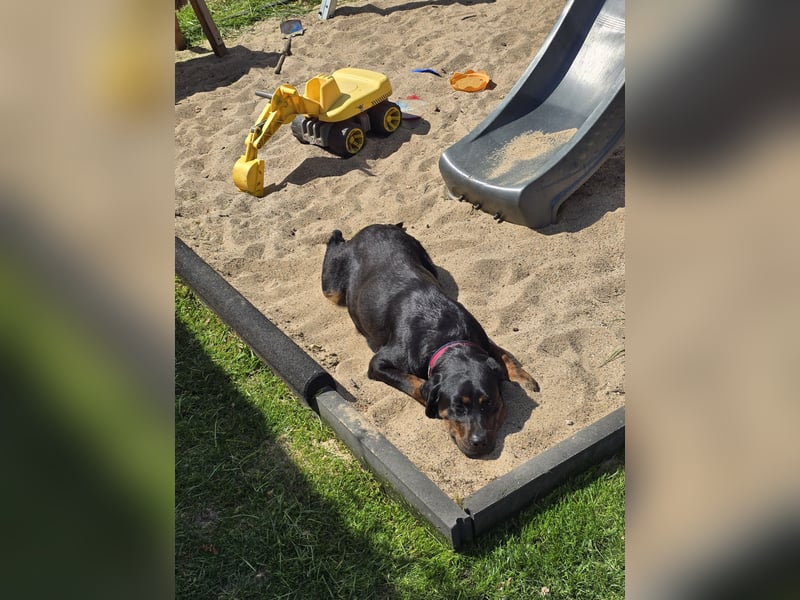 Rottweiler-Mix-Hündin