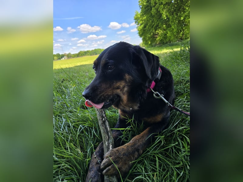 Rottweiler-Mix-Hündin