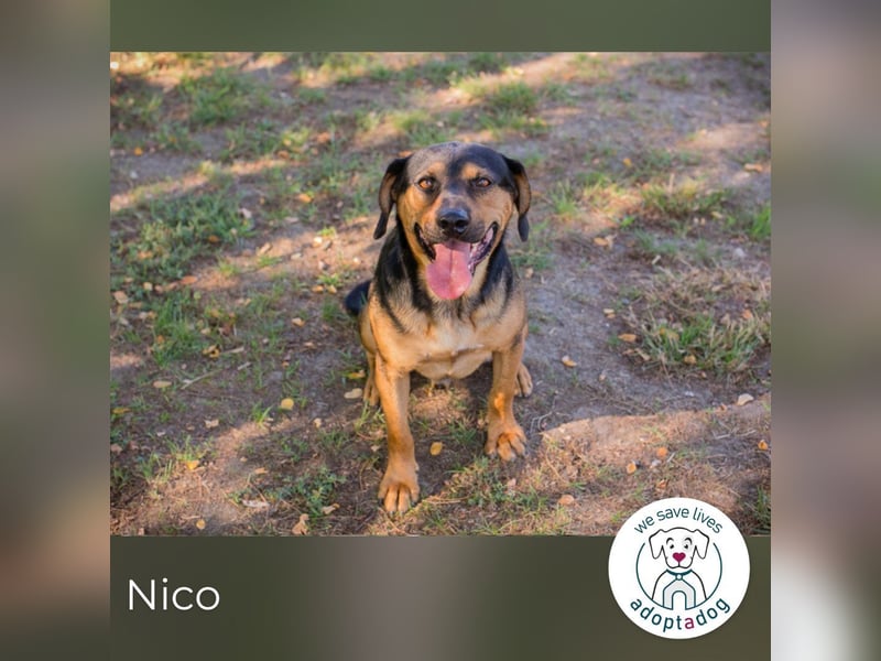 Nico 232046 sucht ein zu Hause