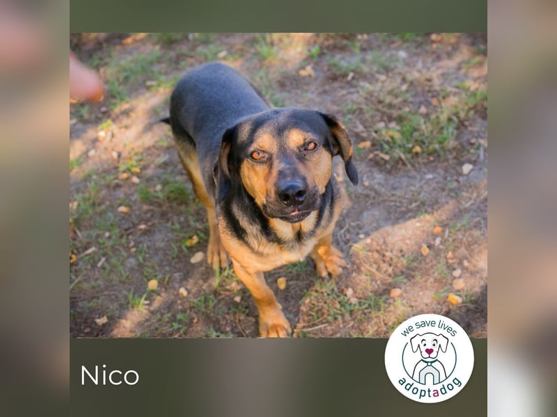 Nico 232046 sucht ein zu Hause