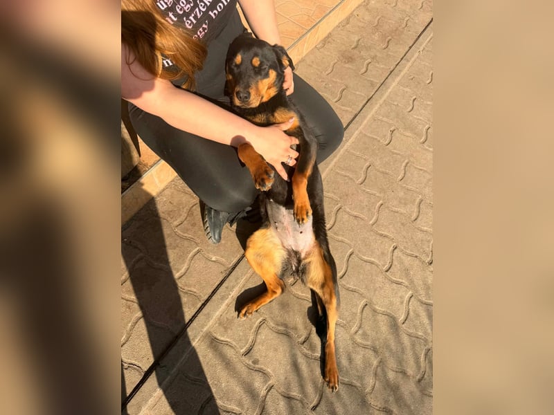 LOTTI – aktive Hündin sucht verständnisvolle Menschen