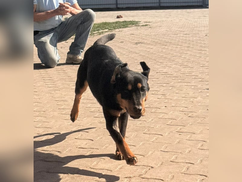 LOTTI – aktive Hündin sucht verständnisvolle Menschen