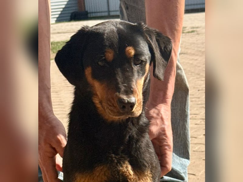 LOTTI – aktive Hündin sucht verständnisvolle Menschen